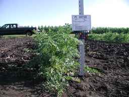 PI_652160_97ncei01_SD_PL_XX_2009-07-31_01.jpg