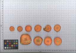 PI_652160_97ncei01_SD_RT_TS_2009-08-12_01.jpg