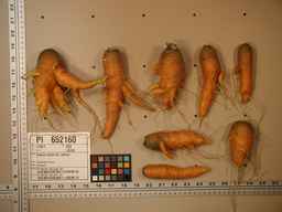 PI_652160_97ncei01_SD_RT_XX_2009-08-11_01.jpg