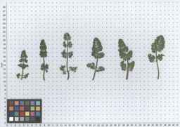 PI_652233_03ncai01_SD_PL_LV_2012-06-12_02.jpg