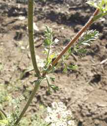 PI_652233_03ncai01_SD_PL_LV_2012-07-19_03.jpg