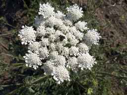 PI_652233_03ncai01_SD_PL_UM_2012-07-19_01.jpg
