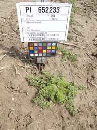 PI_652233_03ncai01_SD_PL_XX_2012-06-05_02.jpg