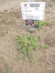 PI_652233_03ncai01_SD_PL_XX_2012-06-07_01.jpg
