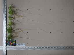 PI_652233_03ncai01_SD_RT_XX_2013-02-01_01.jpg