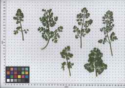 PI_652327_06ncab01_SD_PL_LV_2008-07-18_01.jpg