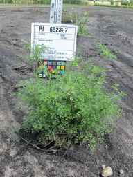 PI_652327_06ncab01_SD_PL_XX_2010-08-18_01.jpg