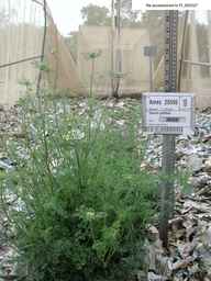 PI_652327_99ncao01_SD_PL_XX_2003-07-31_01.jpg