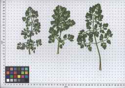PI_652329_04ncai01_SD_PL_LV_2008-07-16_02.jpg