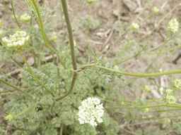 PI_652329_04ncai01_SD_PL_LV_2012-06-29_01.jpg