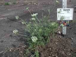 PI_652329_04ncai01_SD_PL_XX_2010-07-21_02.jpg