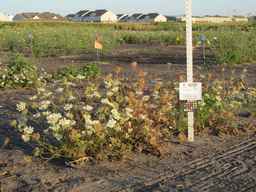 PI_652329_04ncai01_SD_PL_XX_2010-08-27_02.jpg