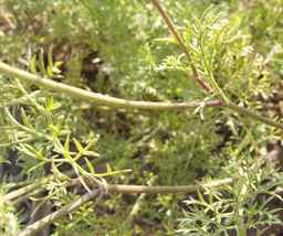 PI_652331_04ncai01_SD_PL_LV_2012-07-17_01.jpg