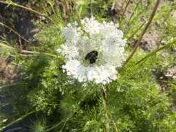 PI_652331_04ncai01_SD_PL_UM_2012-07-17_01.jpg