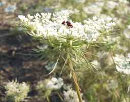 PI_652331_04ncai01_SD_PL_UM_2012-07-17_03.jpg