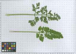 PI_652335_99ncao01_SD_PL_LV_2011-06-03_01.jpg