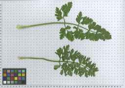 PI_652335_99ncao01_SD_PL_LV_2011-06-03_02.jpg