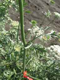 PI_652335_99ncao01_SD_PL_LV_2011-06-24_01.jpg