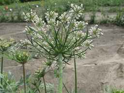 PI_652335_99ncao01_SD_PL_UM_2011-06-16_01.jpg