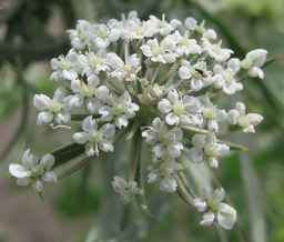 PI_652335_99ncao01_SD_PL_UM_2011-06-16_05.jpg