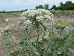 PI_652335_99ncao01_SD_PL_UM_2011-06-16_06.jpg