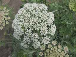 PI_652335_99ncao01_SD_PL_UM_2011-06-16_07.jpg