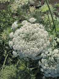 PI_652335_99ncao01_SD_PL_UM_2011-06-24_01.jpg