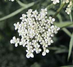 PI_652335_99ncao01_SD_PL_UM_2011-06-24_05.jpg