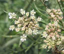 PI_652335_99ncao01_SD_PL_UM_2011-06-24_07.jpg