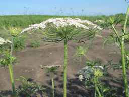 PI_652335_99ncao01_SD_PL_UM_2011-06-24_10.jpg