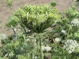 PI_652335_99ncao01_SD_PL_UM_2011-07-13_04.jpg