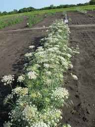 PI_652335_99ncao01_SD_PL_XX_2011-06-24_22.jpg