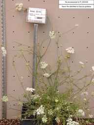 PI_652339_99ncao01_SD_PL_XX_2002-03-04_01.jpg