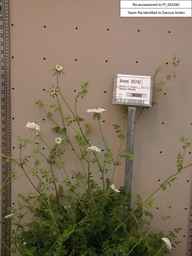 PI_652342_99ncao01_SD_PL_XX_2002-03-06_01.jpg