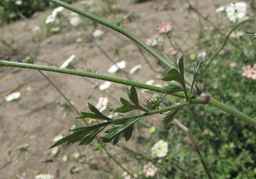 PI_652343_99ncao01_SD_PL_LV_2011-07-13_01.jpg