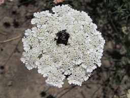 PI_652343_99ncao01_SD_PL_UM_2011-07-13_01.jpg