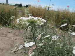 PI_652343_99ncao01_SD_PL_UM_2011-07-13_02.jpg