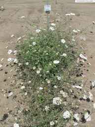 PI_652343_99ncao01_SD_PL_XX_2011-07-13_01.jpg