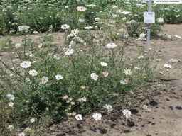 PI_652343_99ncao01_SD_PL_XX_2011-07-13_05.jpg