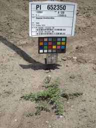 PI_652350_04ncai01_SD_PL_XX_2011-07-06_01.jpg