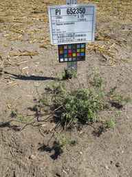 PI_652350_04ncai01_SD_PL_XX_2011-08-11_01.jpg