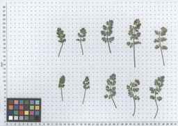 PI_652355_01ncai01_SD_PL_LV_2012-05-30_01.jpg