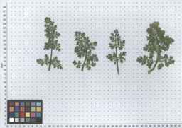 PI_652360_03ncai01_SD_PL_LV_2012-06-13_01.jpg