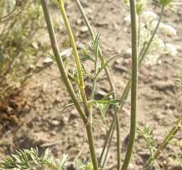 PI_652360_03ncai01_SD_PL_LV_2012-07-18_01.jpg