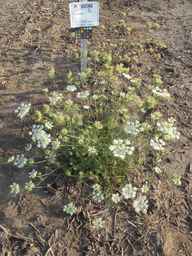 PI_652360_03ncai01_SD_PL_XX_2012-07-18_02.jpg