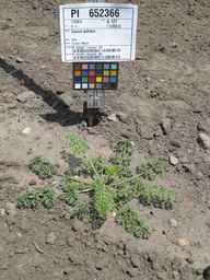 PI_652366_04ncai01_SD_PL_XX_2011-07-06_01.jpg