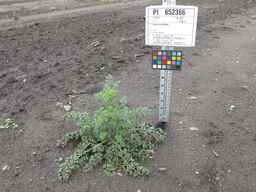 PI_652366_04ncai01_SD_PL_XX_2011-07-22_01.jpg