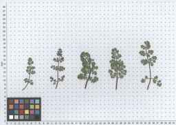 PI_652367_08ncai01_SD_PL_LV_2012-06-12_01.jpg