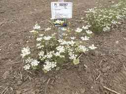PI_652367_08ncai01_SD_PL_XX_2012-06-29_01.jpg