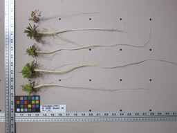 PI_652367_08ncai01_SD_RT_XX_2013-01-18_01.jpg